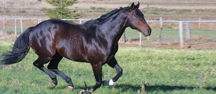 Morning Glory Karoo Farm Story